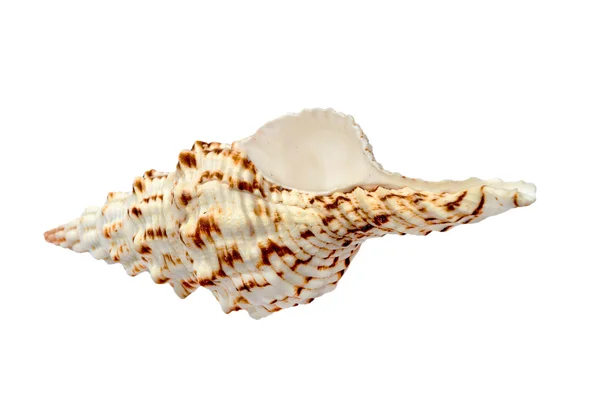 Spiral seashell.Isolated. — Stock Photo, Image