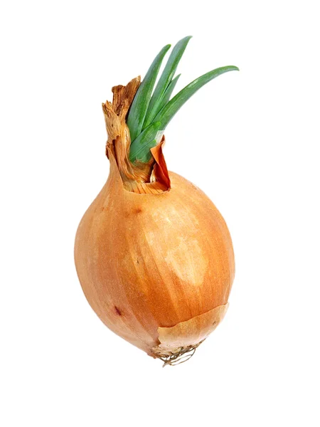 Sprouted onion.Isolated. — Stock Photo, Image