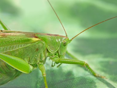 Locust alınan çekim.