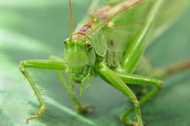 Locust.Closeup.