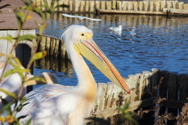 Pelican Pond Taken Close Seup — стоковое фото