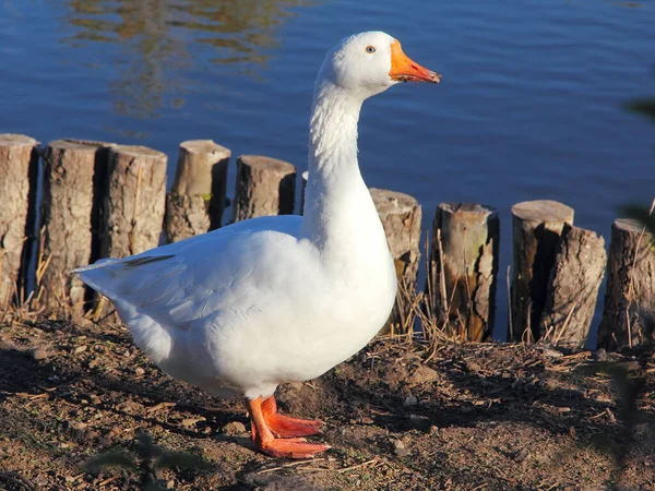 Weiße Hausgans Der Nähe Eines Teiches Aus Nächster Nähe Aufgenommen — Stockfoto