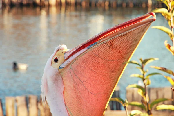 Розовый Пеликанский Клюв Крупным Планом — стоковое фото