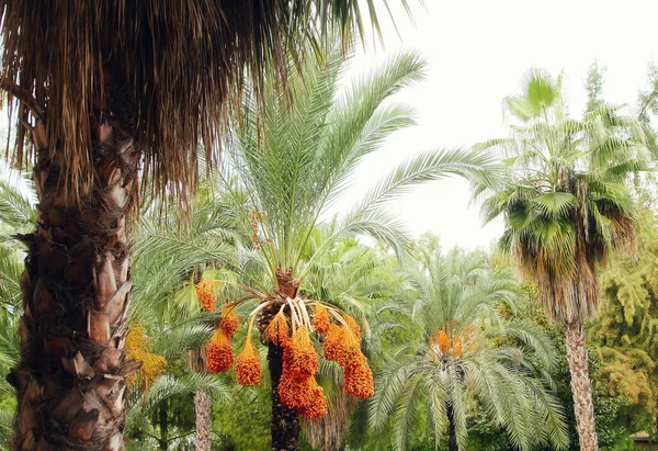 Des Fourrés Palmiers Dattiers Dans Parc Tropical Turquie — Photo