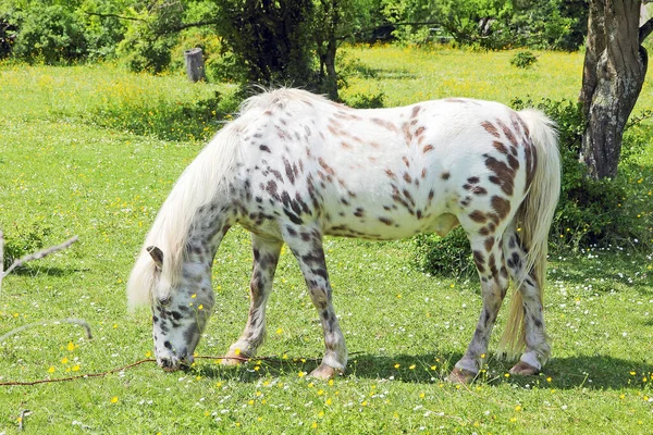 Pony Bianco Inzuppato Sfiora Tranquillamente Prato Verde — Foto Stock
