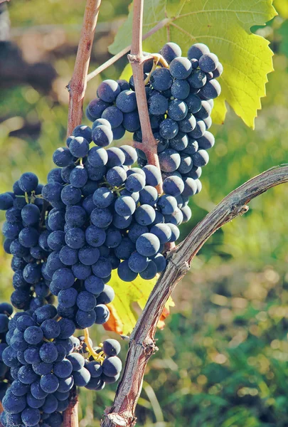 Bunch Blue Wine Grapes Hang Green Vine Taken Closeup — Stockfoto
