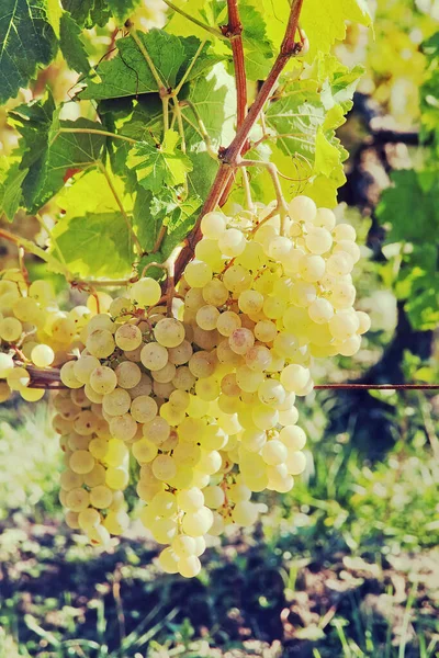Yeşil Şarap Üzümleri Yeşil Bir Sarmaşıkta Asılı — Stok fotoğraf