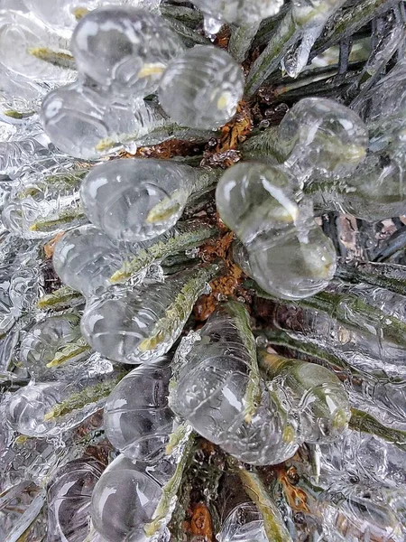 Árbol Invierno Hielo Durante Lluvia Las Heladas Árbol Navidad —  Fotos de Stock