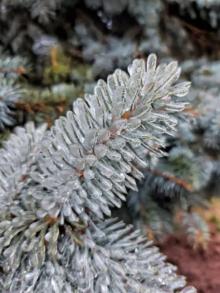Vinterträd Regn Och Frost Julgran — Stockfoto