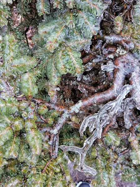 Vinterträd Regn Och Frost Julgran — Stockfoto