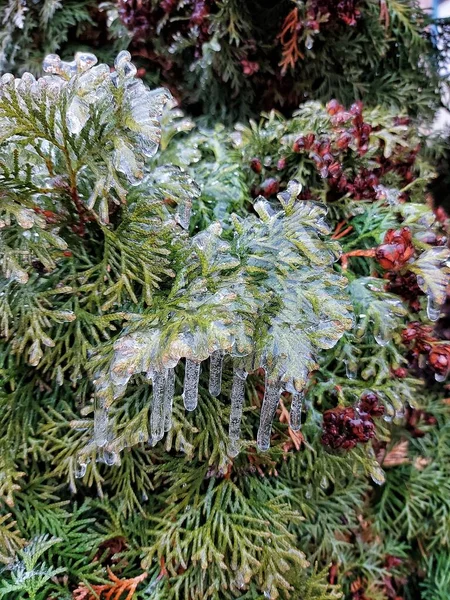 Winterbaum Eis Bei Regen Und Frost Weihnachtsbaum — Stockfoto