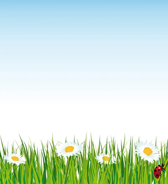 Paysage avec herbe, marguerites et coccinelles . — Image vectorielle