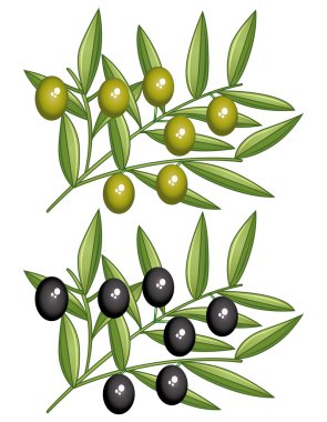 yeşil ve Siyah Zeytin dalları. çizimler seti.