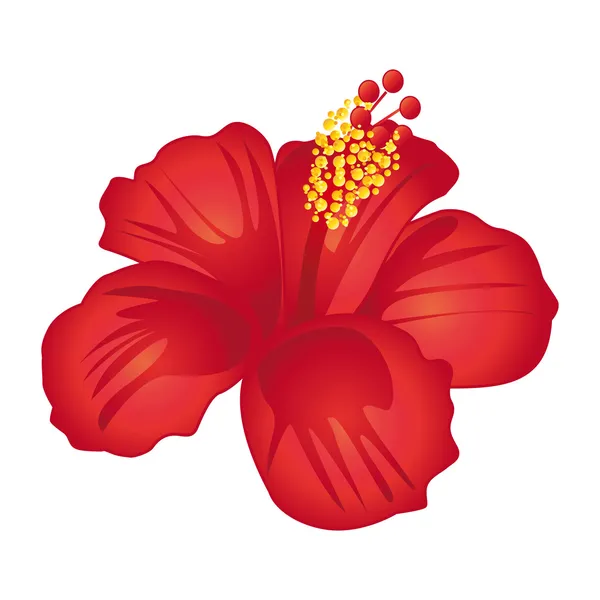 Kwiat piękny czerwony hibiscus. Ilustracja wektorowa. — Wektor stockowy