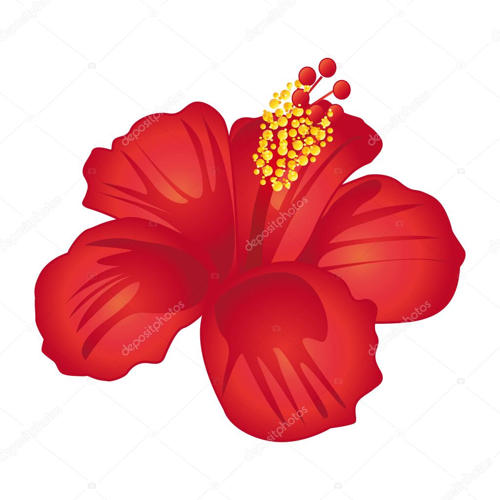 Beautiful red hibiscus flower. Vector illustration.