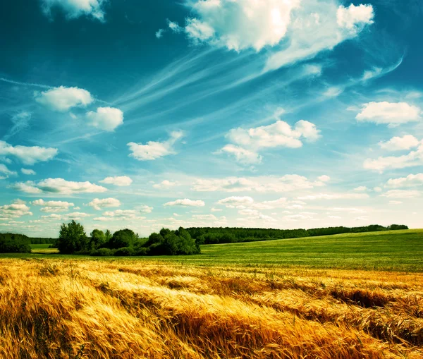 Paisaje de verano con campo de trigo y nubes — Foto de Stock