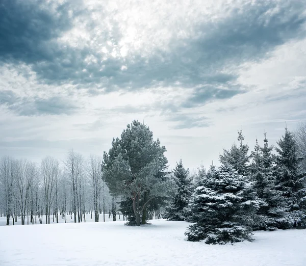 Paisagem de Inverno com Parque nevado — Fotografia de Stock