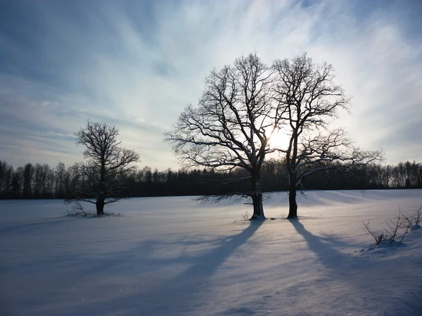 Zimowy pejzaż z snowy pole i drzew — Zdjęcie stockowe