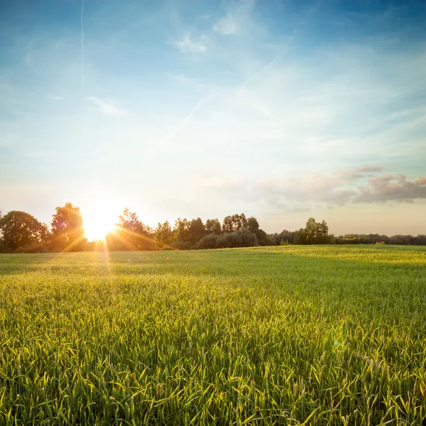 Paysage d'été avec champ vert au coucher du soleil — Photo