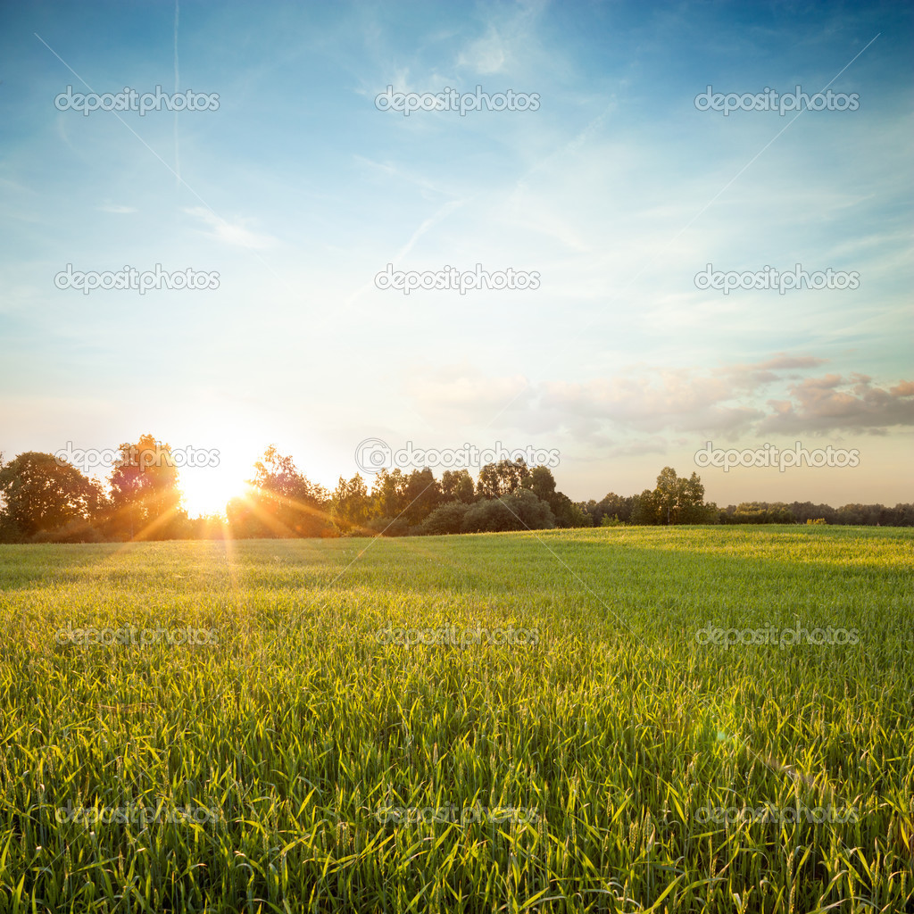 Summer Landscape with Green Field at Sunset