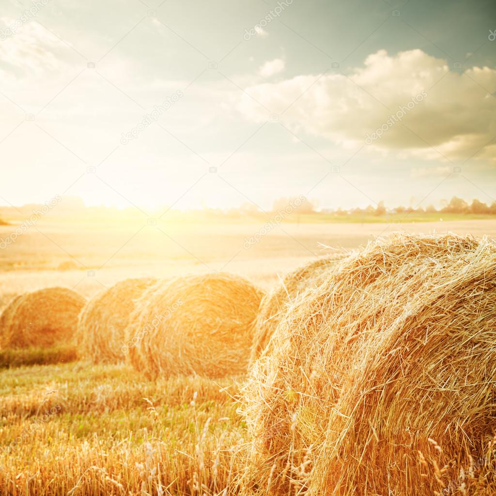 Summer Field with Hay Bales at Sunset