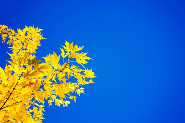 Feuilles d'automne jaunes sur fond de ciel bleu — Photo