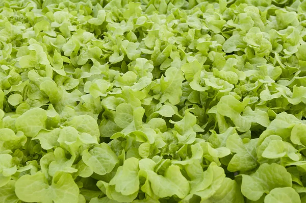 Greenhouse lettuce — Stock Photo, Image