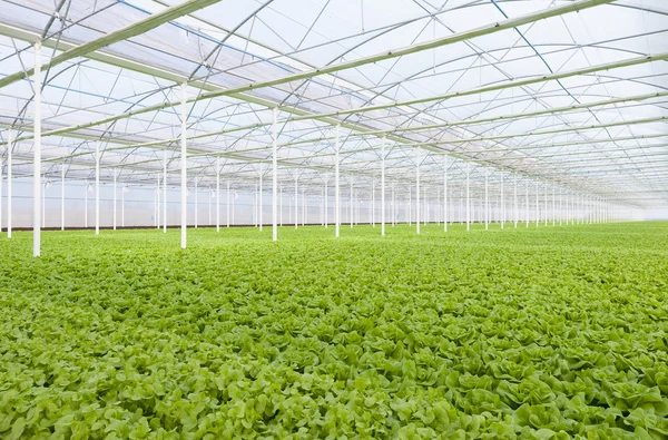 Greenhouse lettuce — Stock Photo, Image