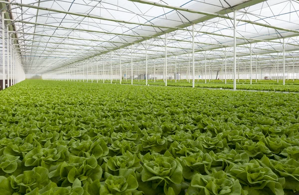 Largest greenhouse lettuce — Stock Photo, Image