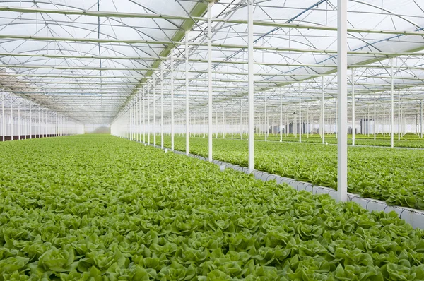 Lettuce Greenhouse — Stock Photo, Image