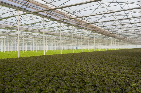 Lettuce Greenhouse — Stock Photo, Image