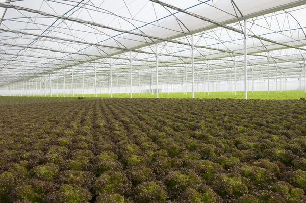Lettuce Greenhouse — Stock Photo, Image