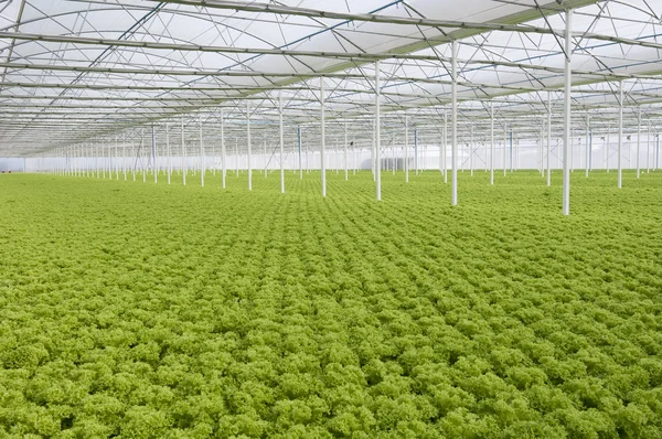 Lettuce — Stock Photo, Image