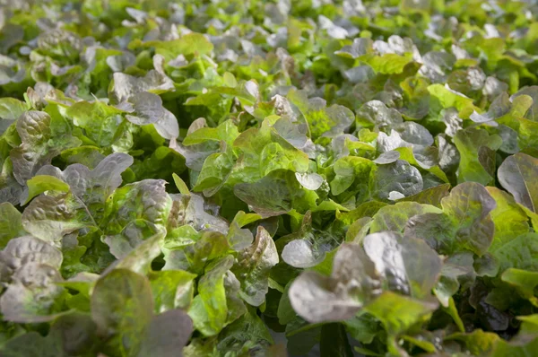 Lettuce Greenhouse — Stock Photo, Image