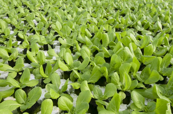 Lettuce — Stock Photo, Image