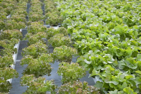 Largest greenhouse lettuce — Stock Photo, Image