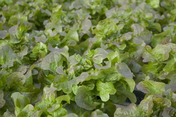 Largest greenhouse lettuce — Stock Photo, Image
