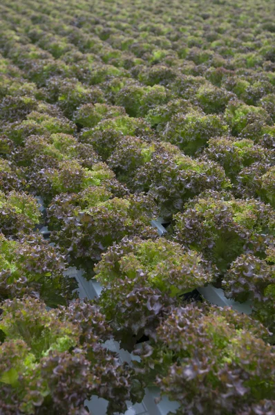Найбільшим парникового салату — стокове фото