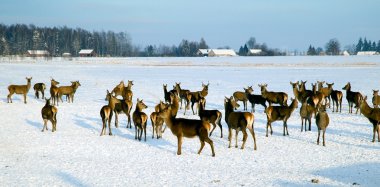 Kışın bir geyik sürüsü