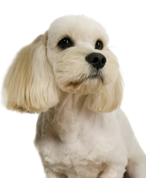 Un hermoso perro caniche blanco — Foto de Stock