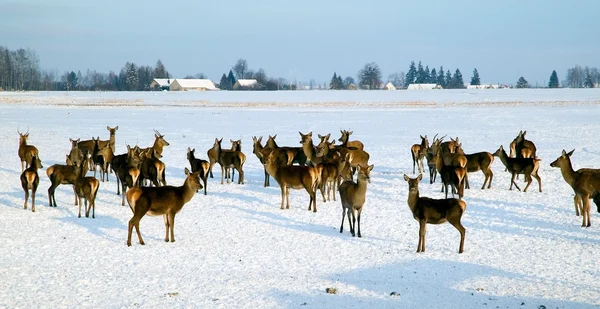 冬期は鹿の群れ — ストック写真