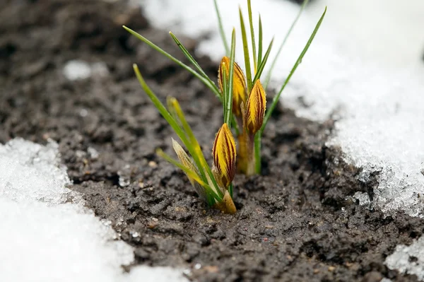 Fiore giallo su terreno, neve intorno — Foto Stock