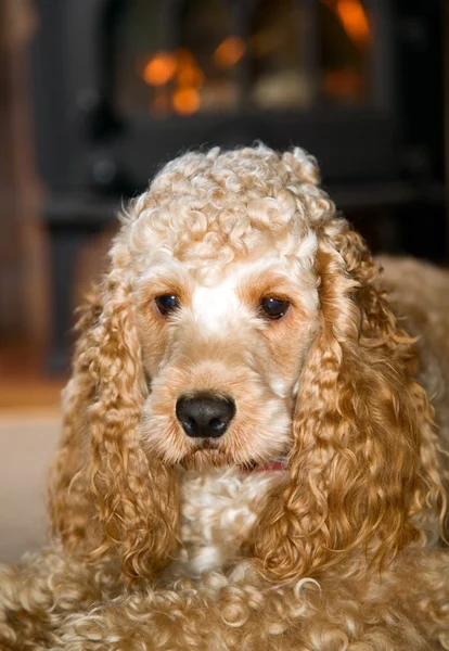 Cocker épagneul avec de grandes oreilles — Photo