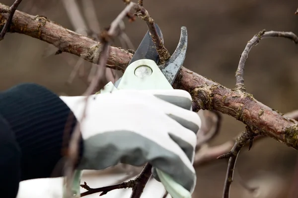 Man with gloves is cutting branches from tree — Stock Photo, Image