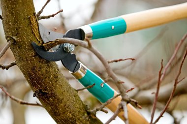 ağaç makasla kesme Şubesi