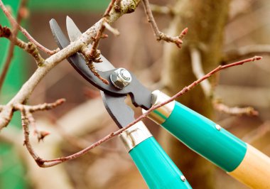 Cutting branches from tree with scissors clipart
