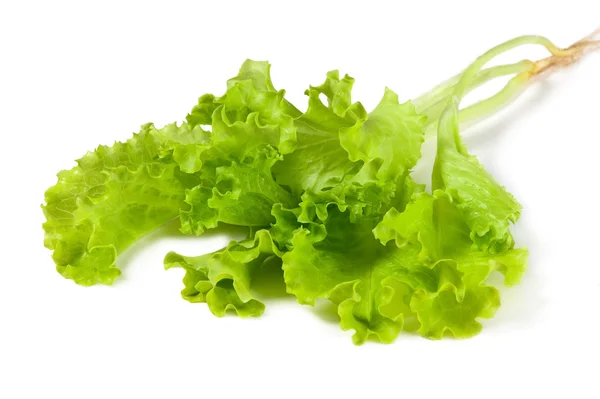 Frischer und grüner Salat — Stockfoto