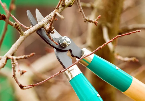 Cutting branches from tree with scissors — Stock Photo, Image