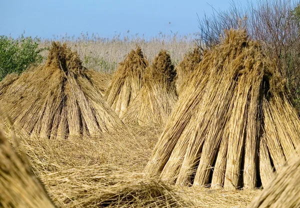 Droge stro, natuur concept — Stockfoto