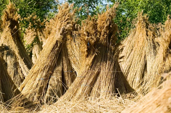 Torr halm, natur-konceptet — Stockfoto